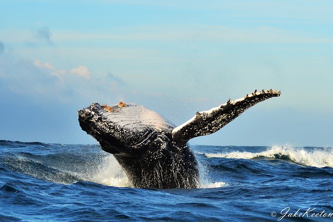 Whale, Dolphin & Penguin Island Cruise - Quick reasons to consider this Algoa Bay cruise