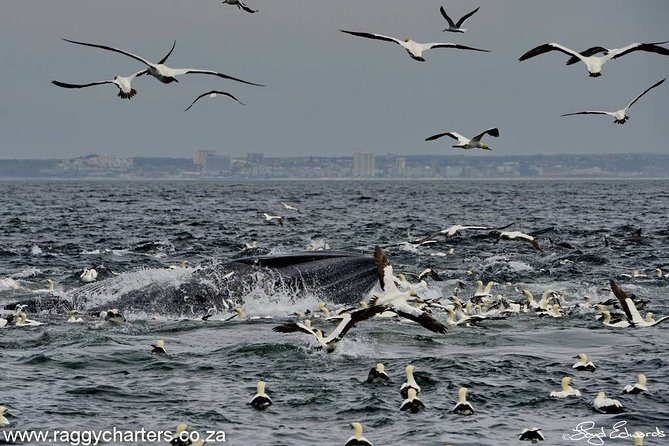 Whale, Dolphin & Penguin Island Cruise - Starting at 8am from Port Elizabeth Harbour