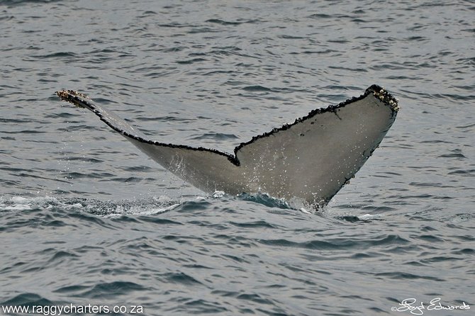 Whale, Dolphin & Penguin Island Cruise - Seals, seabirds, and the surprises offshore