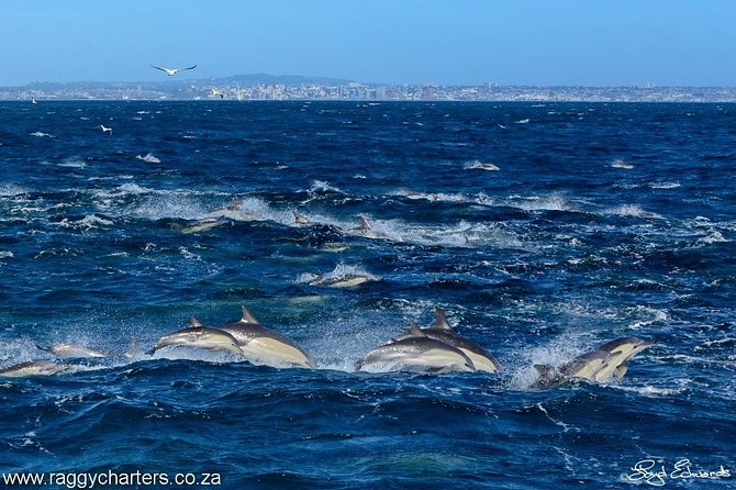 Whale, Dolphin & Penguin Island Cruise - A conservation message that feels practical