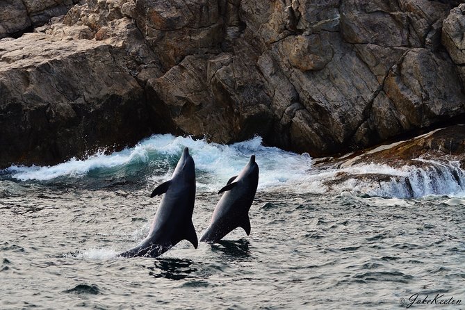 Whale, Dolphin & Penguin Island Cruise - Why the small group changes the experience