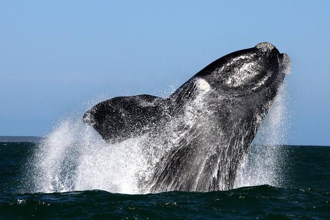 Whale Watching from Gansbaai - Why Gansbaai is a strong place for whale watching