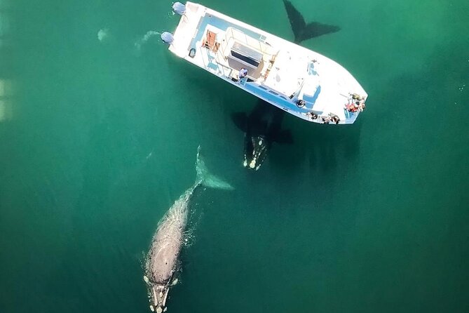 Whale Watching from Gansbaai - Finding Southern right whales and their calves