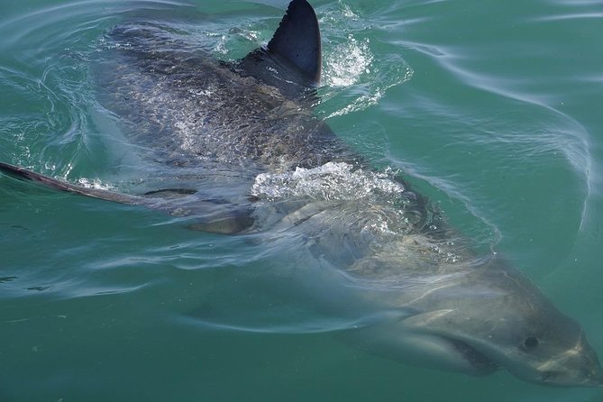 Whale Watching from Gansbaai - Guides, explanations, and responsible viewing