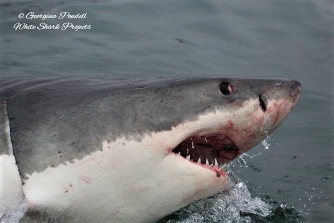 Whale Watching from Gansbaai - Is the $112.15 price good value?