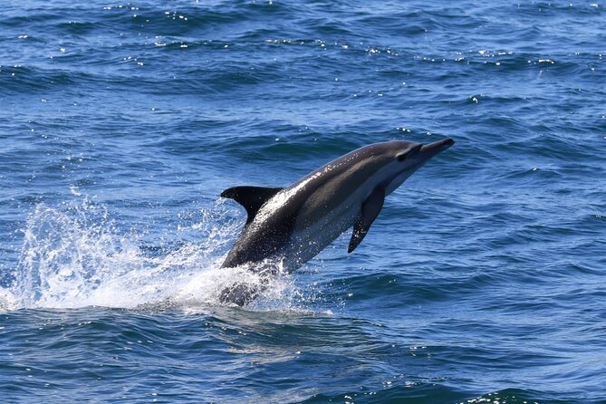 Whale Watching from Gansbaai - Timing, weather, and cancellation rules