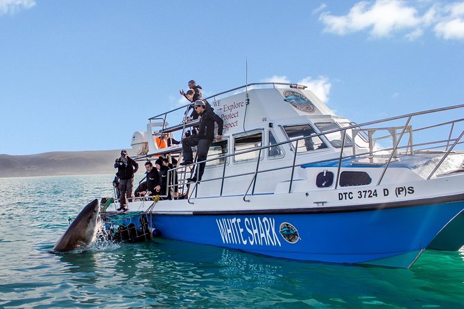 Whale Watching from Gansbaai - Who should book this Gansbaai cruise?