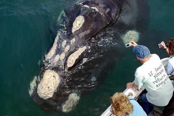 Whale Watching from Gansbaai - Dolphins, seals, penguins, and other marine life