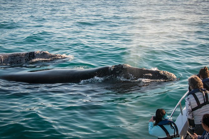 Whale Watching Knysna - Close Encounter Experience Ocean Odyssey - Leaving Thesen Island for the open sea