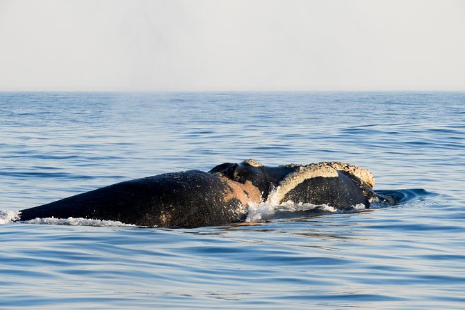 Whale Watching Knysna - Close Encounter Experience Ocean Odyssey - Preparing for wind, spray, and motion