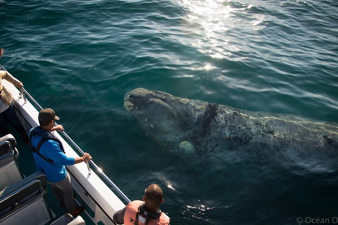 Whale Watching Knysna - Close Encounter Experience Ocean Odyssey - Who will enjoy this trip most