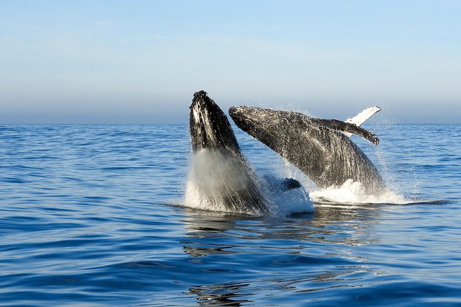 Whale Watching Knysna - Close Encounter Experience Ocean Odyssey - What the strongest moments can look like