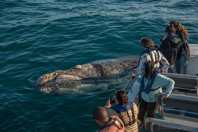 Whale Watching Knysna - Close Encounter Experience Ocean Odyssey - Passing out toward Knysna’s coastal waters