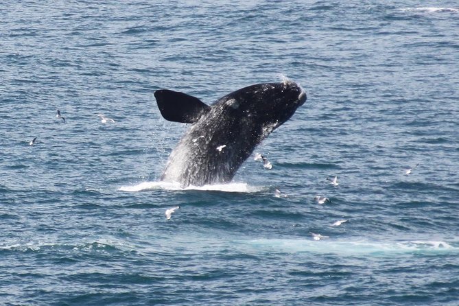Whale Watching Walking Tours (Land-Based) - from JUNE 2025 - Why shore-based whale watching works in Hermanus