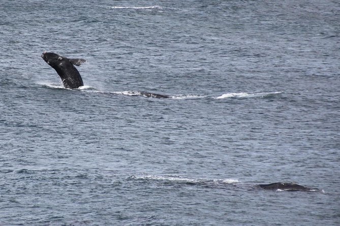 Whale Watching Walking Tours (Land-Based) - from JUNE 2025 - Starting at The Whale House Museum