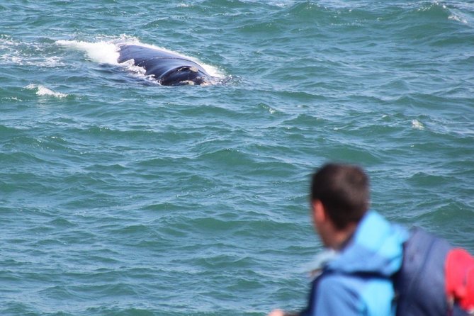 Whale Watching Walking Tours (Land-Based) - from JUNE 2025 - Why the private vehicle and paved paths matter