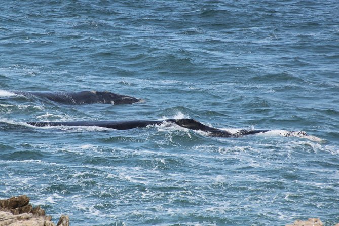 Whale Watching Walking Tours (Land-Based) - from JUNE 2025 - Who should book this land-based tour