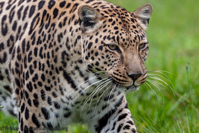 Wild Cat Experience Tour - Lions and leopards bring the drama