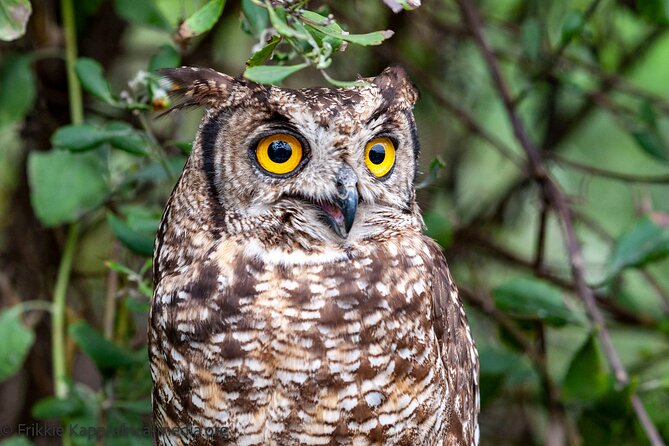 Wild Cat Experience Tour - The smaller cats may be your best surprise