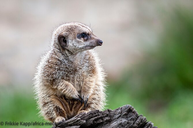 Wild Cat Experience Tour - Penguins, meerkats, and marabou storks