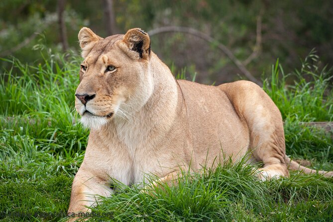Wild Cat Experience Tour - What the guide adds to the hour