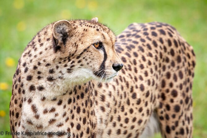 Wild Cat Experience Tour - Is $22.72 good value for one hour?