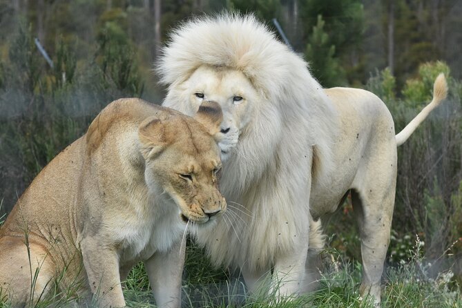 Wild Cat Experience Tour - Walking into the wild-cat enclosures