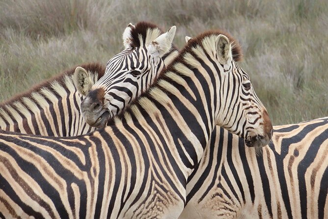 Wildlife Safari, Olive, Beer/Wine Tasting Day Tour from Cape Town - Buffelsfontein: three hours of wildlife viewing