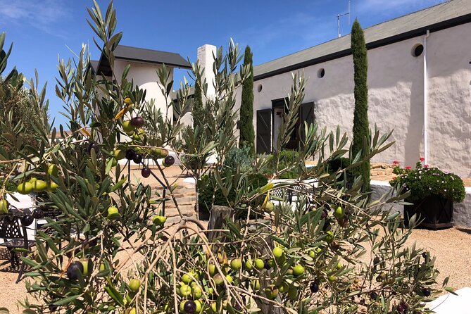 Wildlife Safari, Olive, Beer/Wine Tasting Day Tour from Cape Town - Lunch and beer at Darling Brew
