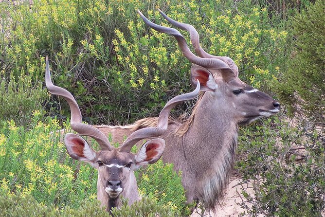 Wildlife Safari, Olive, Beer/Wine Tasting Day Tour from Cape Town - Darling Sweets and the short detour