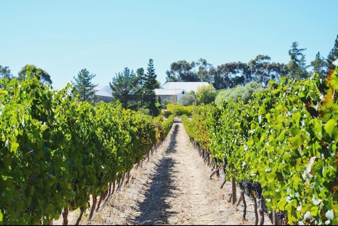 Wine Beer and Biltong Safari - Stellenbosch - What the small group means on the road