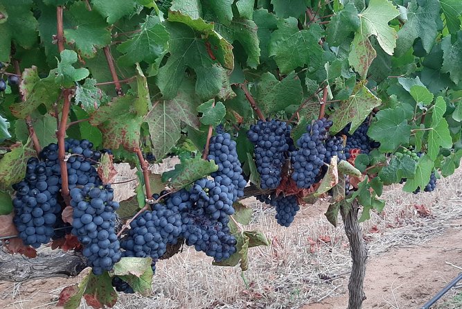 Wine Tour to Stellenbosch & Franschhoek with Tastings & Lunch - What the small van changes